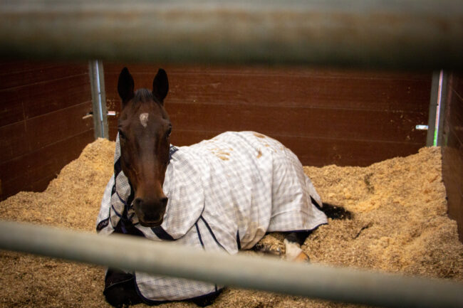 Horse Bedding Staffordshire